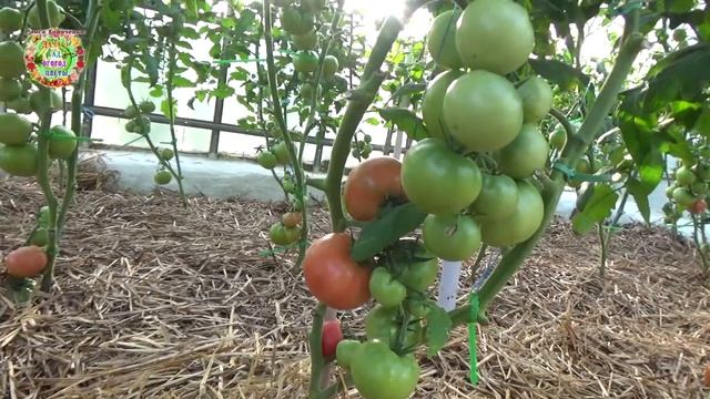 Основные правила мульчирования почвы для получения большого урожая овощей, экономии воды и денег на смотреть онлайн