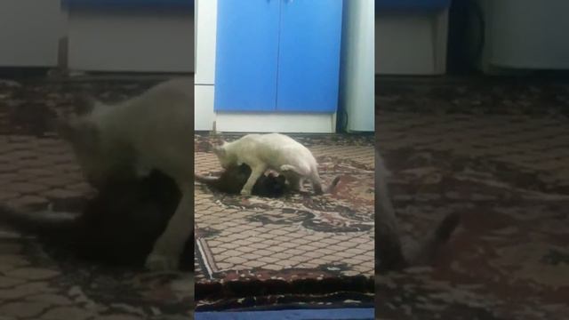 Львица против багиры смотреть онлайн
