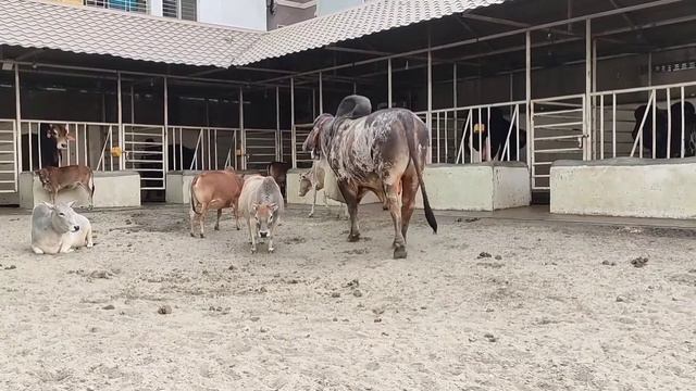 Big Cow 2021 | Small Cow 2021 | Cow Mandi 2021 | Sadeeq Agro Cow Collection 2021 | Cow Visit