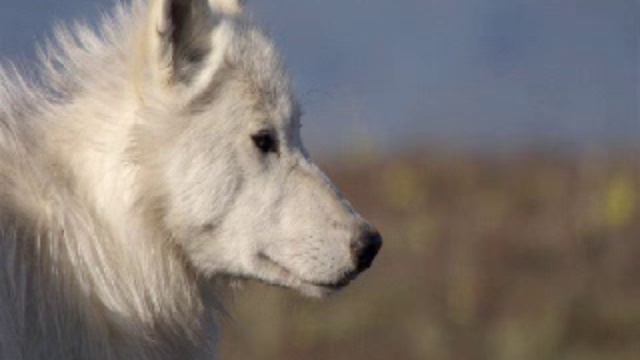 Застывшая планета.Весна смотреть онлайн