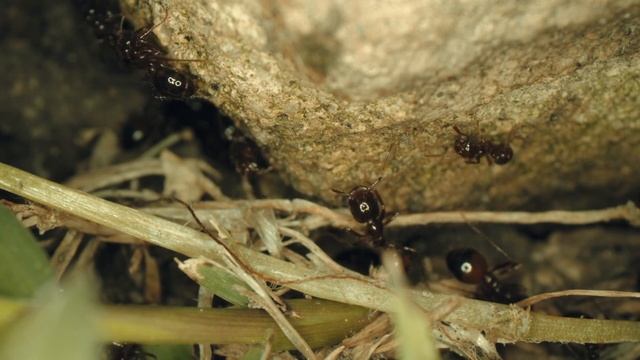 Это интересно! Муравьи смотреть онлайн