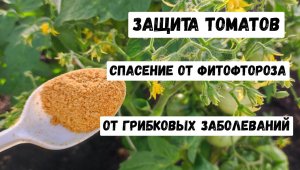 Как применять горчичный жмых от фитофтороза для томатов?