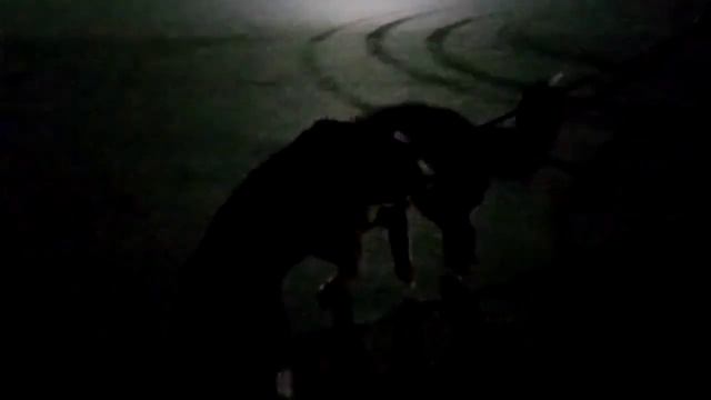 Ночью едим до дома. БЕРНСКИЙ ЗЕННЕНХУНД. смотреть онлайн