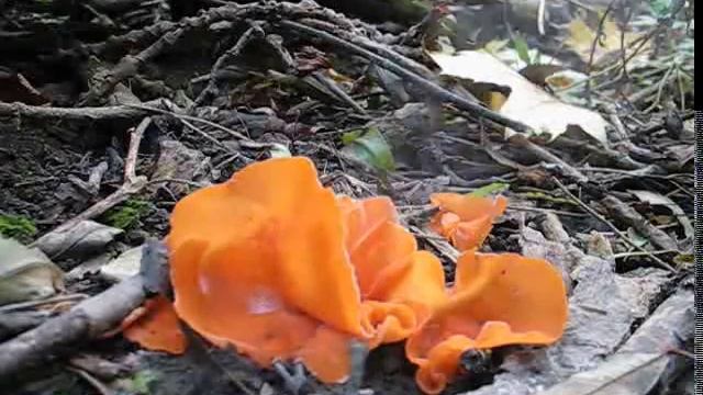 aleuria смотреть онлайн