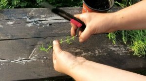 Флокс шиловидный - размножение черенками