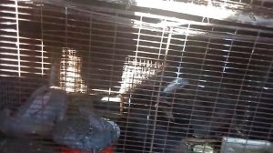 ?В каком возрасте нужно забивать кролика//Жизнь в деревне!!!