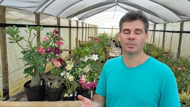 Dificuldade na polinização - Segredo dos grandes produtores - Rosa do Deserto смотреть онлайн
