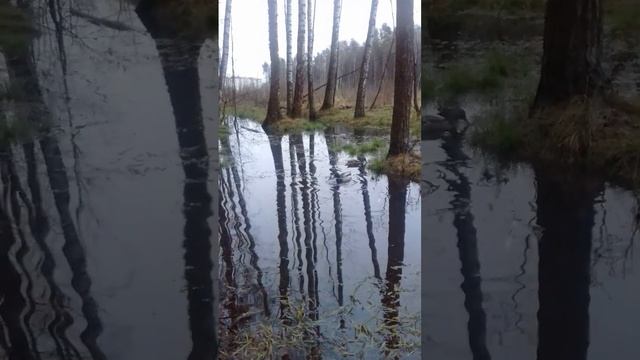 Лесная идиллия) ?Утки?в лесу?☘️? Апрель 2022 года #утки #лес #весна #nature #wald #ente #forest смотреть онлайн