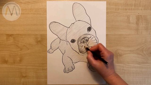 Как нарисовать собаку Французский бульдог / french bulldog drawing смотреть онлайн