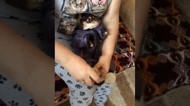 Тойчик Как очень быстро одеть и обуть собаку смотреть онлайн