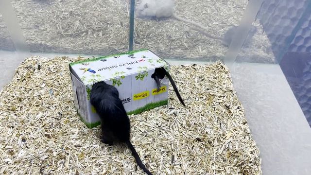 Песчанки ? Что нужно знать перед покупкой Песчанок ? яХрумка смотреть онлайн