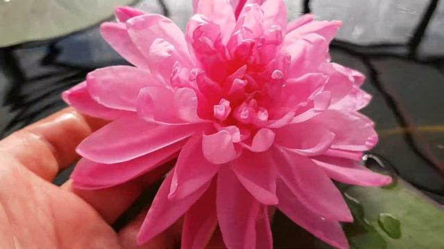 Нимфея, пока без названия. Гибрид Vasu смотреть онлайн