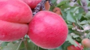 Абрикос Лука Apricot Luca. Повна стиглість.