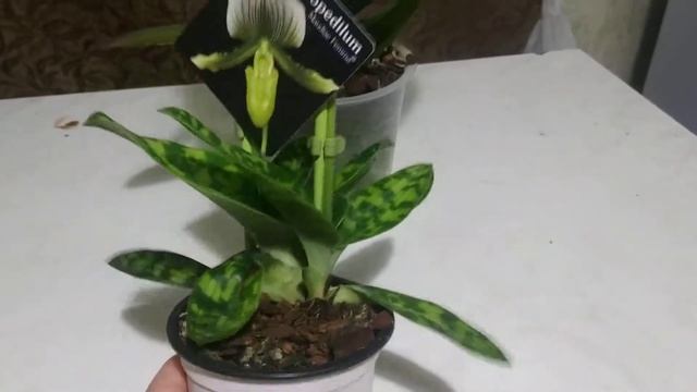 Уход за орхидеями.Фьенопсис.Венерин башмачок.Орхидеи дома. смотреть онлайн