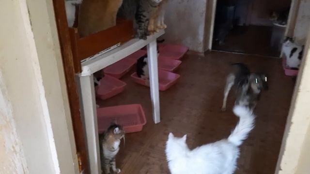 ?Репортаж из дома для бывших бездомных кошечек??? и собачки? . смотреть онлайн