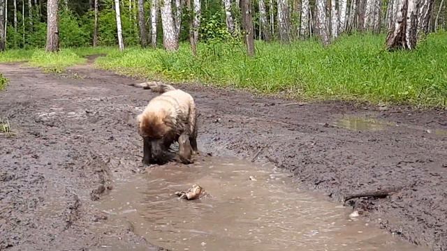 кавказская овчарка щенок, грязный щенок смотреть онлайн