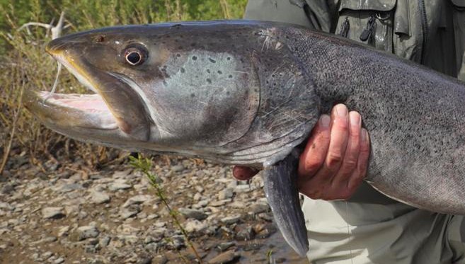 ЛОВЛЯ КРУПНОГО ТАЙМЕНЯ!