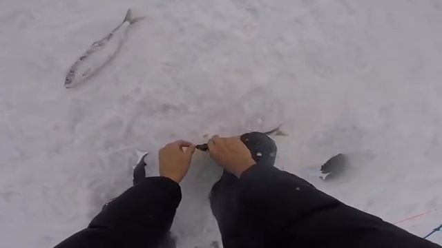 самодуры на селедку. смотреть онлайн