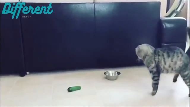 Cats Scared of Cucumbers ? ¦ Cats vs Cucumbers Compilation смотреть онлайн