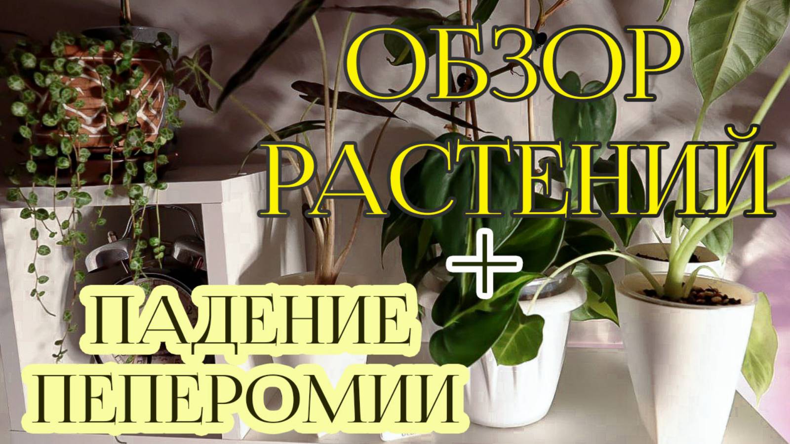 Обзор растений во время ухода + падение пеперомии. смотреть онлайн