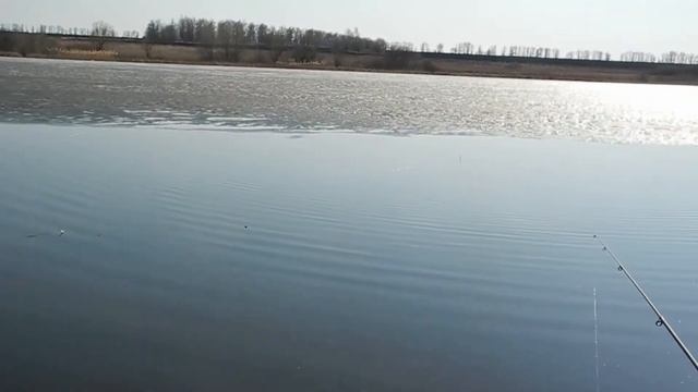 Уклейка ранней весной.