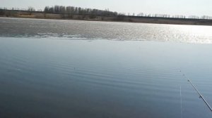 Уклейка ранней весной.