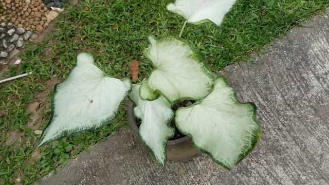 Varities Of Caladium | Alocasia | Colocasia | Collection  At Home