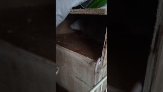 Крыса чешется - что делать? смотреть онлайн