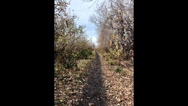 Chapters of misery - Euthanasia (1 version) смотреть онлайн