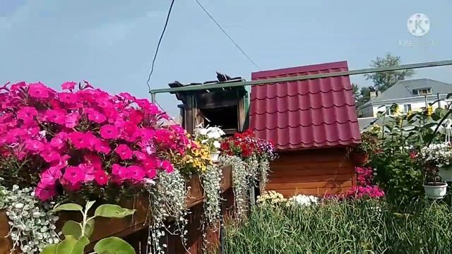 Обзор пеларгонии. смотреть онлайн