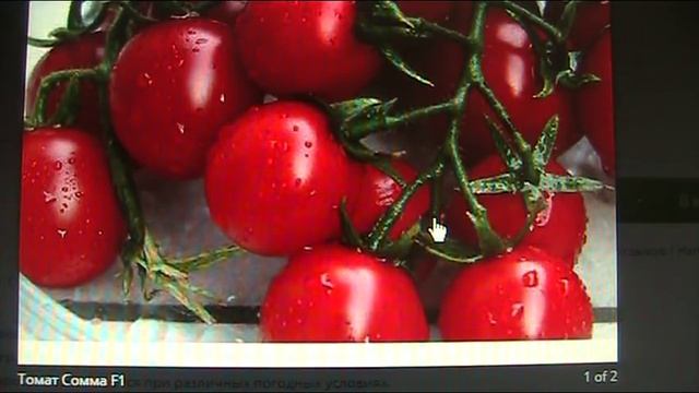 Томат Сомма Ф1 (Сома Ф1). Январь 2018 г // Секреты хороших урожаев. смотреть онлайн