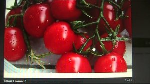 Томат Сомма Ф1 (Сома Ф1). Январь 2018 г // Секреты хороших урожаев.