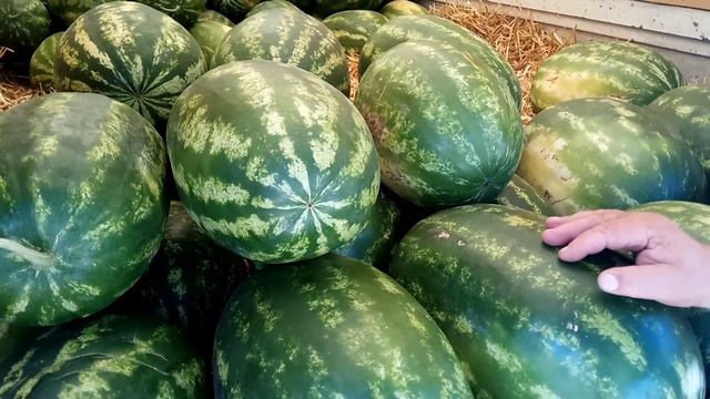 Мой продавец арбузов в Гостагае смотреть онлайн