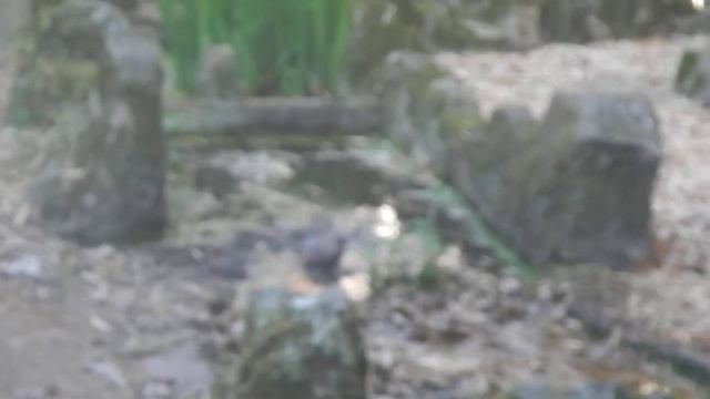 Jardim Botânico De Lisboa. As Aves Também Vão à Praia...