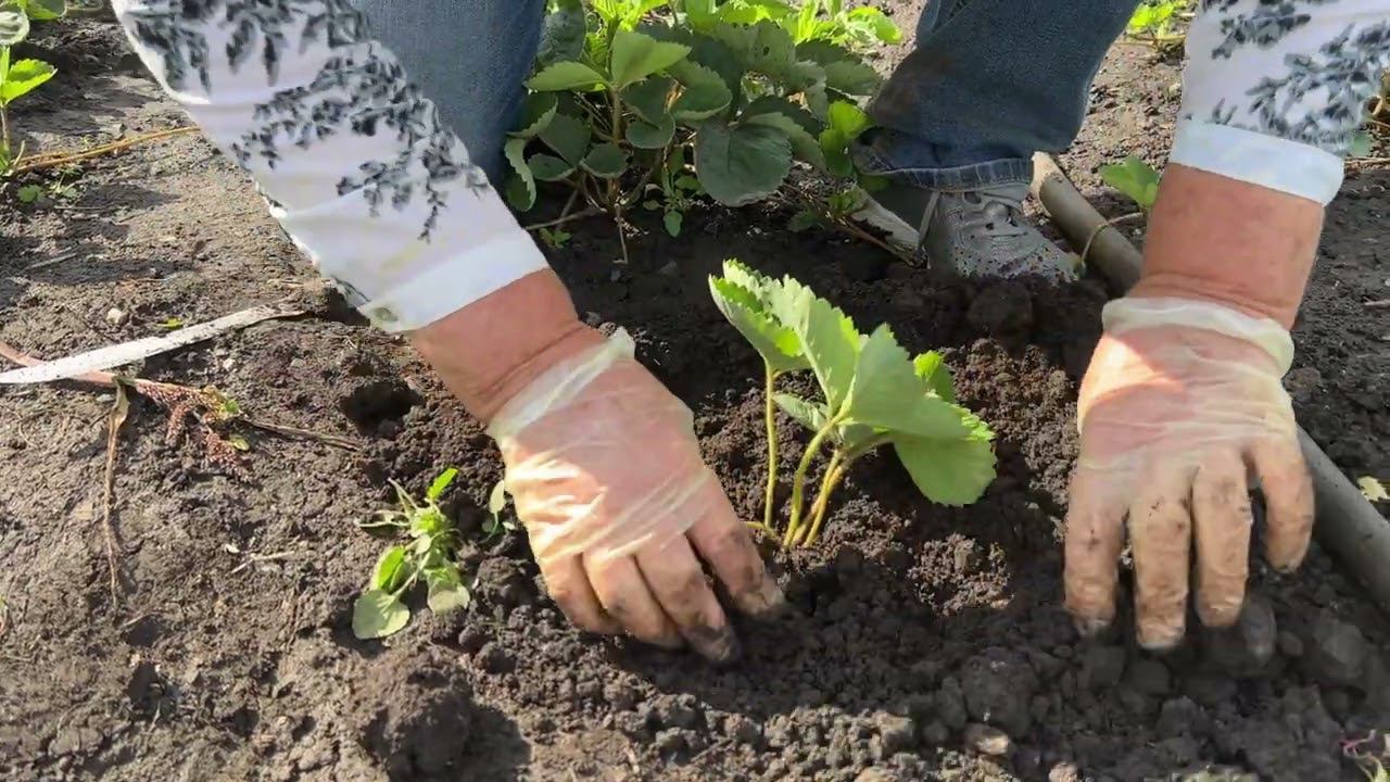 Время сажать крупноплодную садовую землянику смотреть онлайн