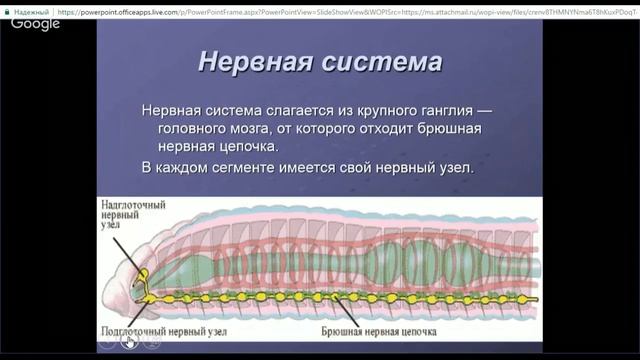 ЕГЭ по биологии 11 класс Занятие №5 Подцарство многоклеточные. Тип кольчатые черви смотреть онлайн