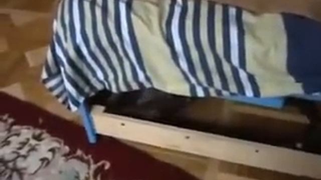 Русская голубая кошка-Первые шаги в родном доме смотреть онлайн