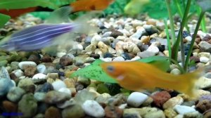 Признаки нехватки света аквариумным растениям. Как определить?