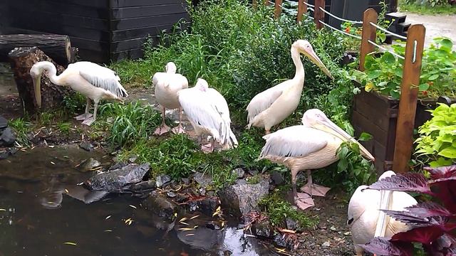 ПЕЛИКАНЫ 1, ЗООПАРК "САДГОРОД", ВЛАДИВОСТОК смотреть онлайн