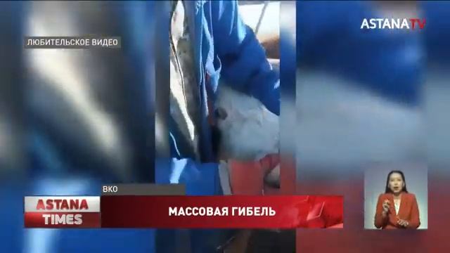 Причину загадочного падежа ягнят назвали ветеринары ВКО смотреть онлайн