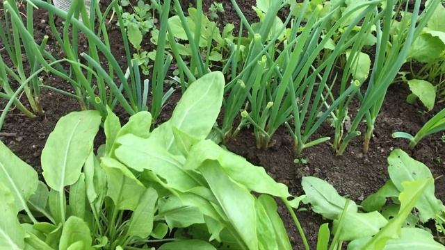 БОРЩЕВОЙ НАБОР, РВУ ЗЕЛЕНЬ НА ЗЕЛЕНЫЙ БОРЩ