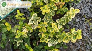 Растение бересклет – правильная посадка и размножение