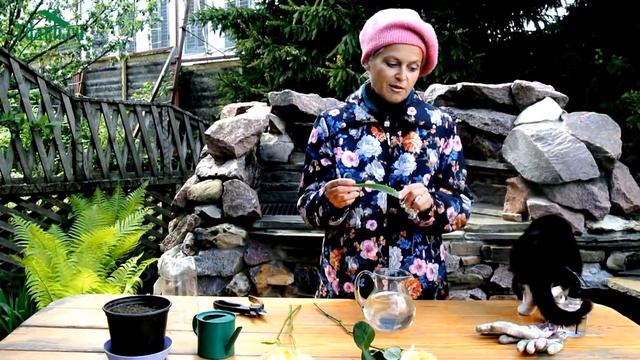 Как вырастить розу из букета - 7 дач смотреть онлайн