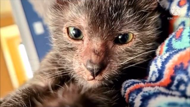 Женщина приютила страшного котёнка, но через время она испугалась, что с ним что-то не так. И не зр смотреть онлайн