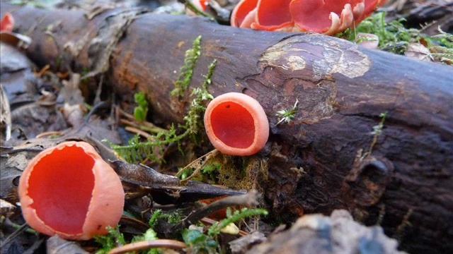 Aleuria aurantia смотреть онлайн