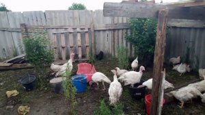 Наседка вывела цыплят, что делать и как быть.