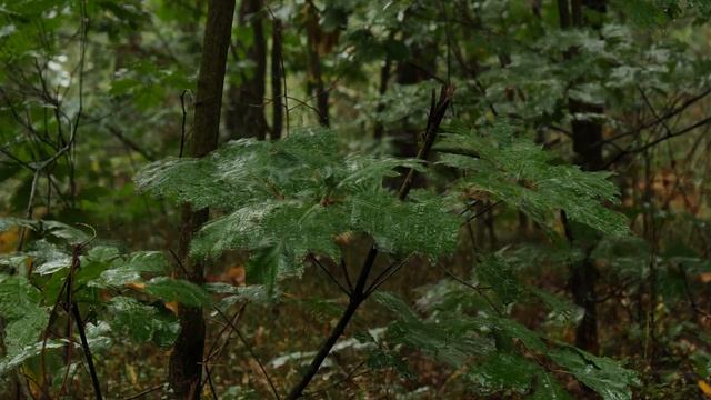 Музыка для сна / Шум дождя (4k Video) / Белый шум