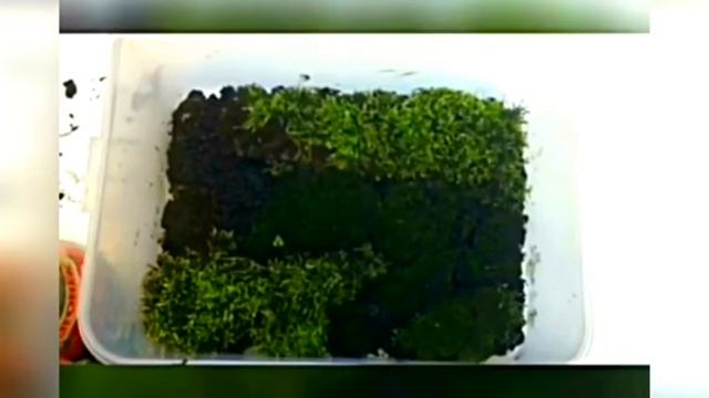 КАК СДЕЛАТЬ ТЕРРАРИУМ ДЛЯ УЛИТОК смотреть онлайн