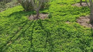 Газон из клевера. 2 года. Мои ошибки