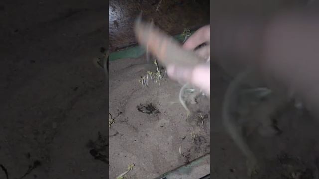 Как хранится морковь в песке смотреть онлайн